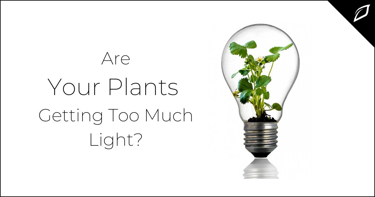 Are Your Plants Getting too Much Light Growing Tips Growlink